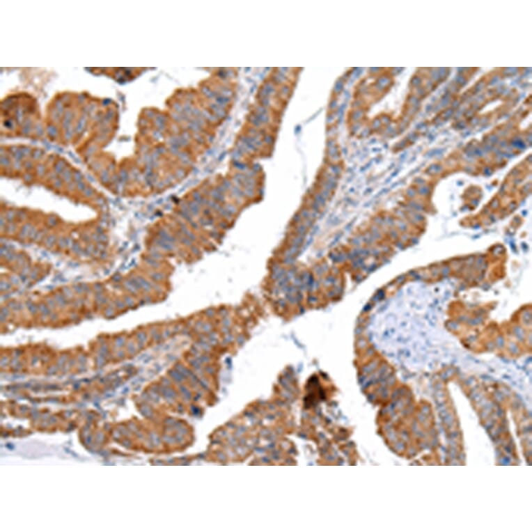 Immunohistochemistry - XKR4 Antibody from Signalway Antibody (43202) - Antibodies.com