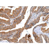 Immunohistochemistry - XKR4 Antibody from Signalway Antibody (43202) - Antibodies.com