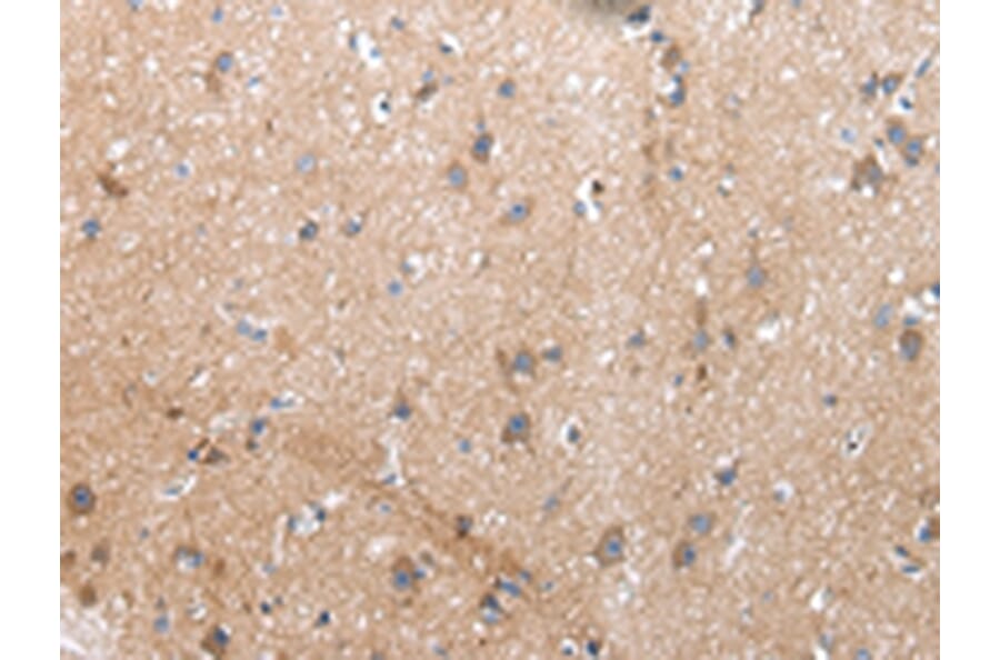 Immunohistochemistry - XKR4 Antibody from Signalway Antibody (43202) - Antibodies.com