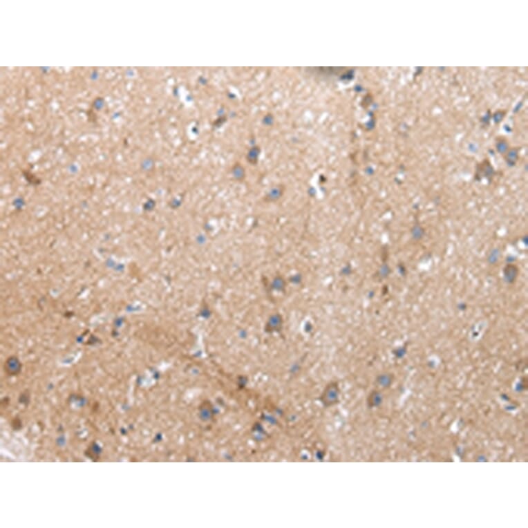 Immunohistochemistry - XKR4 Antibody from Signalway Antibody (43202) - Antibodies.com