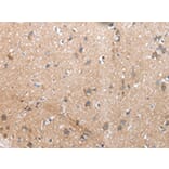 Immunohistochemistry - XKR4 Antibody from Signalway Antibody (43202) - Antibodies.com