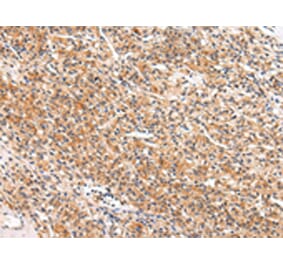 Immunohistochemistry - APLN Antibody from Signalway Antibody (43216) - Antibodies.com