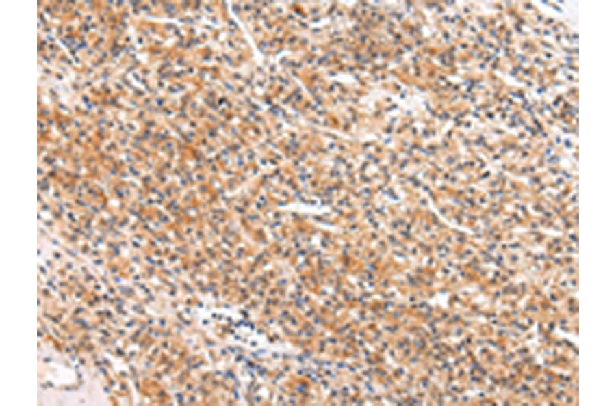 Immunohistochemistry - APLN Antibody from Signalway Antibody (43216) - Antibodies.com