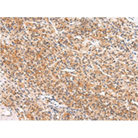 Immunohistochemistry - APLN Antibody from Signalway Antibody (43216) - Antibodies.com