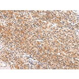 Immunohistochemistry - APLN Antibody from Signalway Antibody (43216) - Antibodies.com