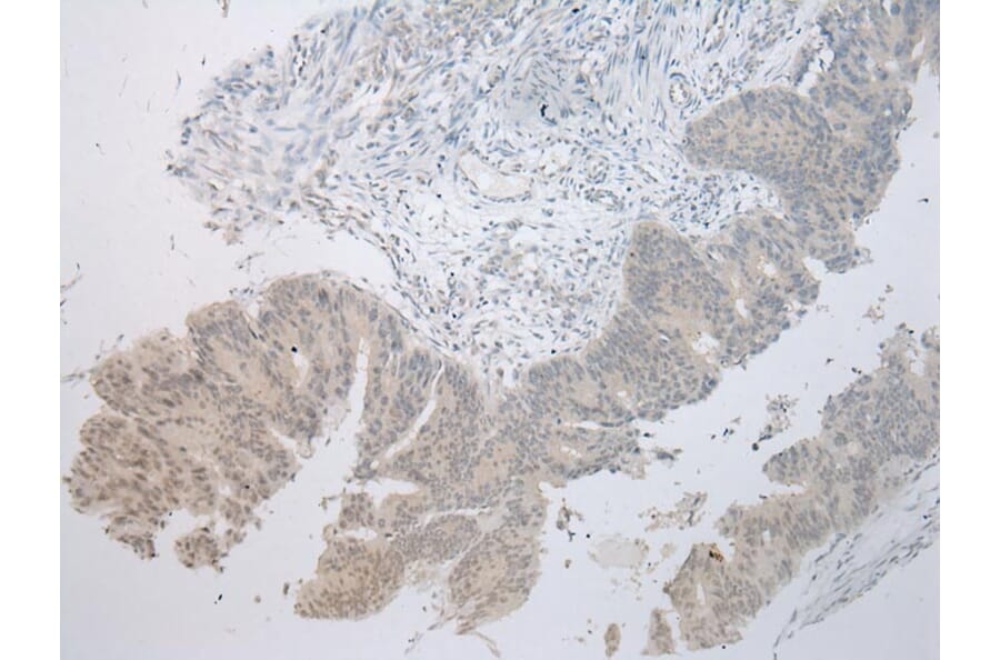 Immunohistochemistry - MUC7 Antibody from Signalway Antibody (43220) - Antibodies.com