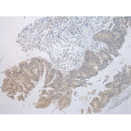 Immunohistochemistry - MUC7 Antibody from Signalway Antibody (43220) - Antibodies.com