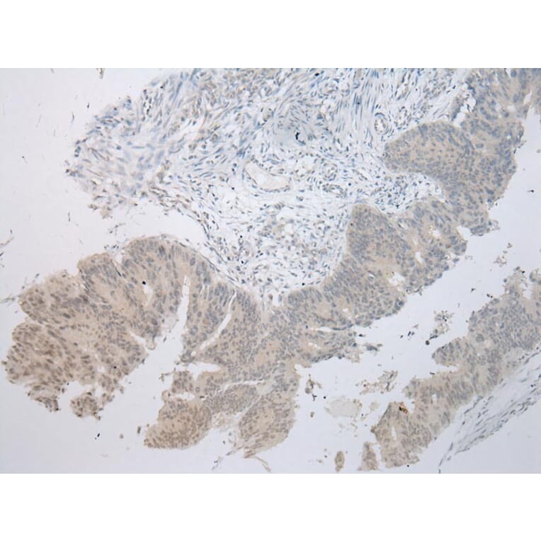 Immunohistochemistry - MUC7 Antibody from Signalway Antibody (43220) - Antibodies.com