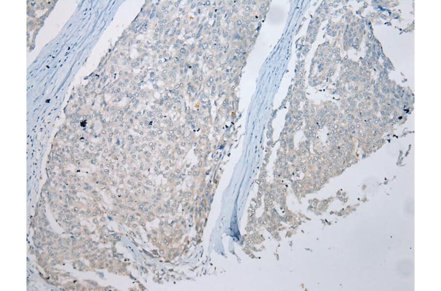 Immunohistochemistry - MUC7 Antibody from Signalway Antibody (43220) - Antibodies.com