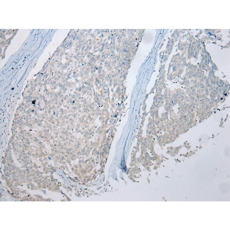 Immunohistochemistry - MUC7 Antibody from Signalway Antibody (43220) - Antibodies.com