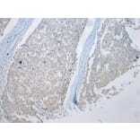 Immunohistochemistry - MUC7 Antibody from Signalway Antibody (43220) - Antibodies.com