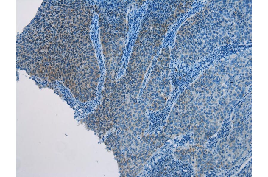 Immunohistochemistry - AQP7 Antibody from Signalway Antibody (43226) - Antibodies.com