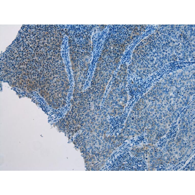 Immunohistochemistry - AQP7 Antibody from Signalway Antibody (43226) - Antibodies.com