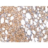 Immunohistochemistry - ATF1 Antibody from Signalway Antibody (43228) - Antibodies.com