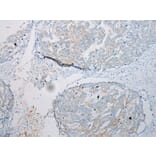 Immunohistochemistry - CCL7 Antibody from Signalway Antibody (43233) - Antibodies.com
