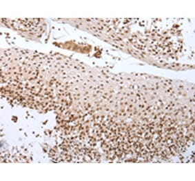 Immunohistochemistry - CUL1 Antibody from Signalway Antibody (43243) - Antibodies.com