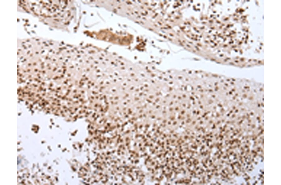 Immunohistochemistry - CUL1 Antibody from Signalway Antibody (43243) - Antibodies.com