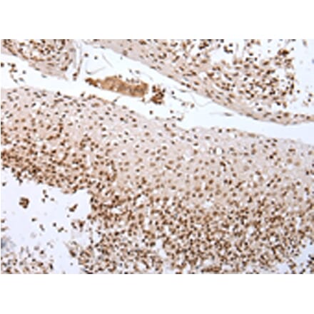 Immunohistochemistry - CUL1 Antibody from Signalway Antibody (43243) - Antibodies.com