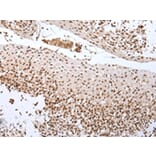 Immunohistochemistry - CUL1 Antibody from Signalway Antibody (43243) - Antibodies.com