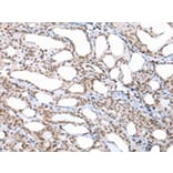 Immunohistochemistry - CUL1 Antibody from Signalway Antibody (43243) - Antibodies.com