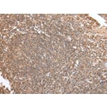 Immunohistochemistry - DVL1 Antibody from Signalway Antibody (43257) - Antibodies.com