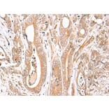 Immunohistochemistry - FPR1 Antibody from Signalway Antibody (43271) - Antibodies.com