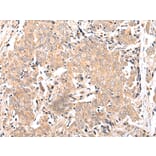 Immunohistochemistry - FPR1 Antibody from Signalway Antibody (43271) - Antibodies.com