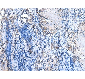 Immunohistochemistry - GJB1 Antibody from Signalway Antibody (43274) - Antibodies.com
