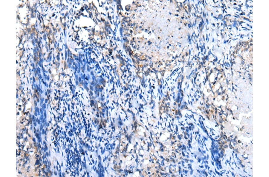 Immunohistochemistry - GJB1 Antibody from Signalway Antibody (43274) - Antibodies.com