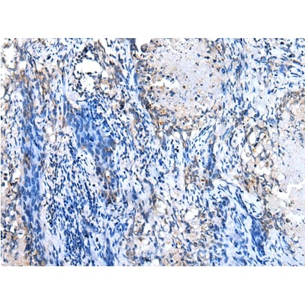 Immunohistochemistry - GJB1 Antibody from Signalway Antibody (43274) - Antibodies.com