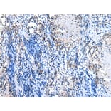 Immunohistochemistry - GJB1 Antibody from Signalway Antibody (43274) - Antibodies.com