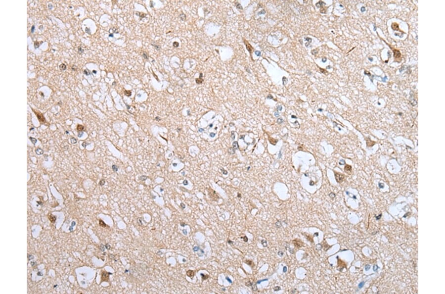 Immunohistochemistry - DRD3 Antibody from Signalway Antibody (43293) - Antibodies.com