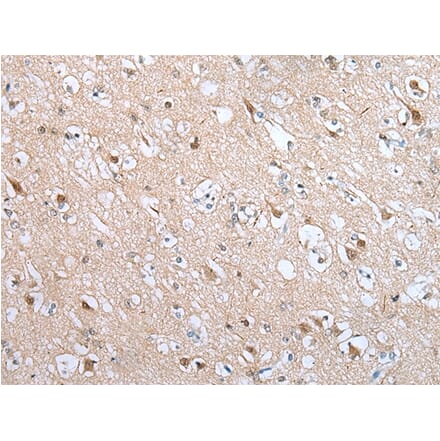 Immunohistochemistry - DRD3 Antibody from Signalway Antibody (43293) - Antibodies.com