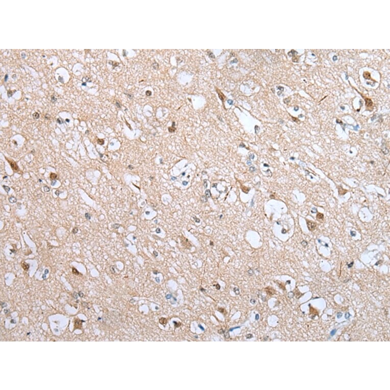 Immunohistochemistry - DRD3 Antibody from Signalway Antibody (43293) - Antibodies.com
