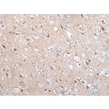Immunohistochemistry - DRD3 Antibody from Signalway Antibody (43293) - Antibodies.com