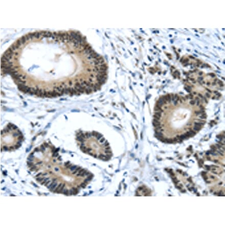 Immunohistochemistry - MED4 Antibody from Signalway Antibody (43340) - Antibodies.com