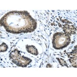 Immunohistochemistry - MED4 Antibody from Signalway Antibody (43340) - Antibodies.com
