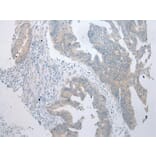 Immunohistochemistry - BBS9 Antibody from Signalway Antibody (43360) - Antibodies.com
