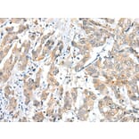 Immunohistochemistry - FUOM Antibody from Signalway Antibody (43370) - Antibodies.com