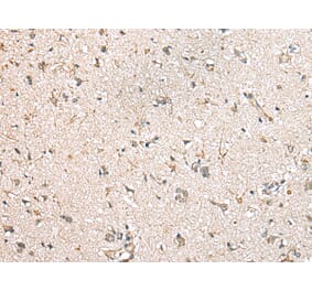 Immunohistochemistry - MIOX Antibody from Signalway Antibody (43378) - Antibodies.com