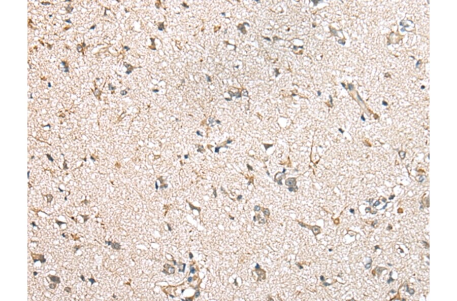 Immunohistochemistry - MIOX Antibody from Signalway Antibody (43378) - Antibodies.com