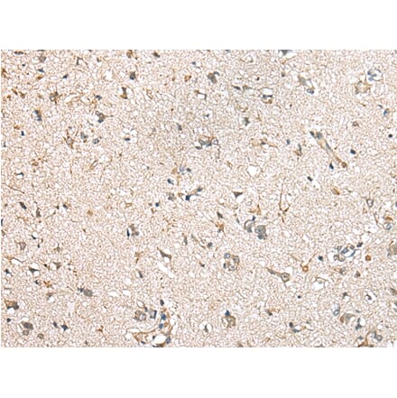 Immunohistochemistry - MIOX Antibody from Signalway Antibody (43378) - Antibodies.com