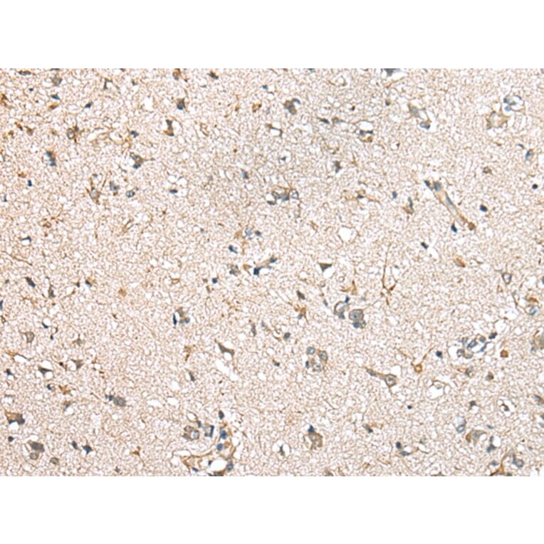 Immunohistochemistry - MIOX Antibody from Signalway Antibody (43378) - Antibodies.com