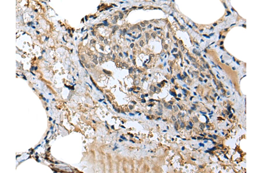 Immunohistochemistry - MIOX Antibody from Signalway Antibody (43378) - Antibodies.com