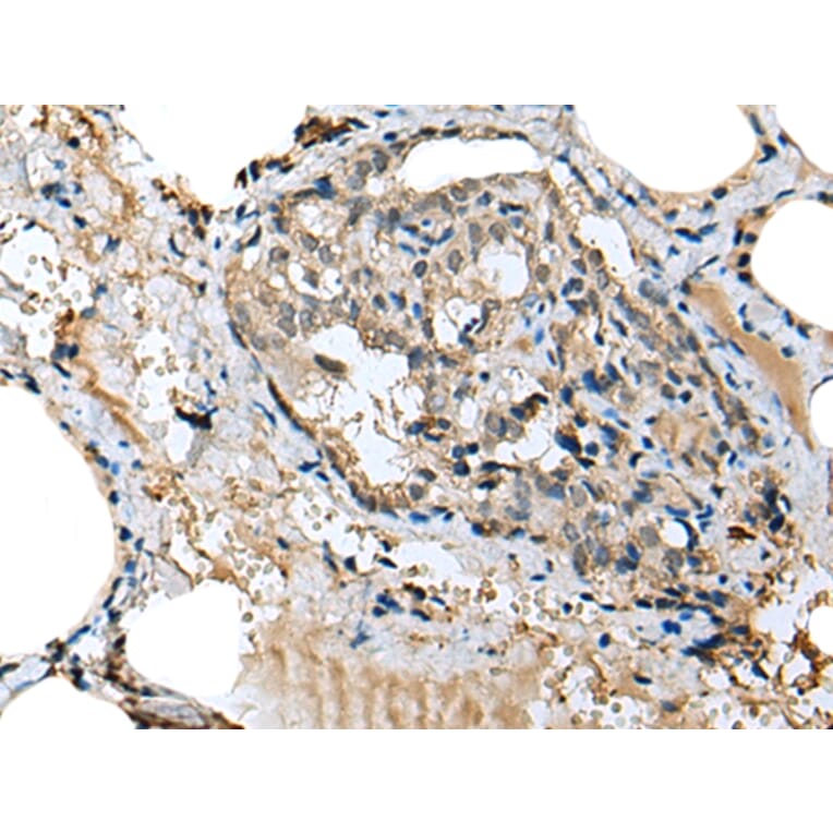 Immunohistochemistry - MIOX Antibody from Signalway Antibody (43378) - Antibodies.com
