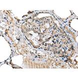 Immunohistochemistry - MIOX Antibody from Signalway Antibody (43378) - Antibodies.com