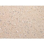 Immunohistochemistry - USE1 Antibody from Signalway Antibody (43379) - Antibodies.com