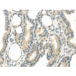 Immunohistochemistry - WNT6 Antibody from Signalway Antibody (43435) - Antibodies.com