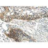 Immunohistochemistry - WNT6 Antibody from Signalway Antibody (43435) - Antibodies.com
