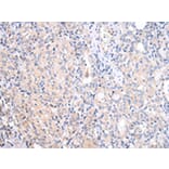 Immunohistochemistry - ATF6 Antibody from Signalway Antibody (43444) - Antibodies.com